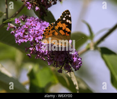 La Buddleia arbusto a fioritura è un magnete per tutti impollinatori durante i mesi estivi. Foto Stock