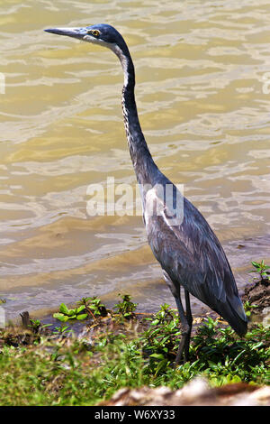 Il lungo collo e dalle lunghe gambe a testa nera Heron rimarrà immobile per lunghi periodi di tempo in attesa della preda di nuotare Allinterno colpisce la gamma Foto Stock