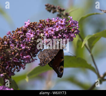 La Buddleia arbusto a fioritura è un magnete per tutti impollinatori durante i mesi estivi. Foto Stock