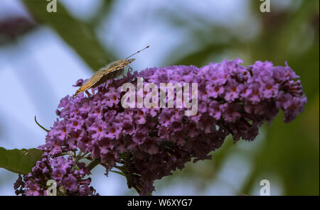 La Buddleia arbusto a fioritura è un magnete per tutti impollinatori durante i mesi estivi. Foto Stock