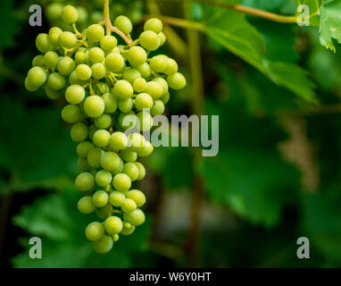 Close up di un'uva di vitis vinifera con sfondo sfocato Foto Stock