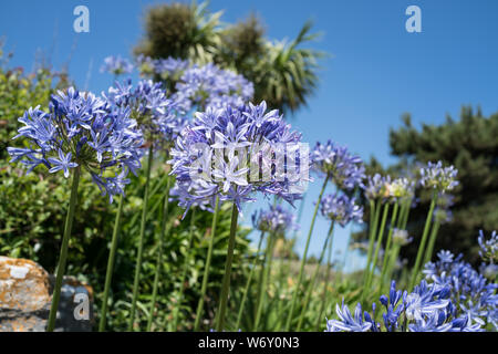 Agapanthus nel rock gardens a banchi di sabbia Foto Stock