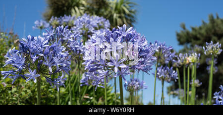 Agapanthus nel rock gardens a banchi di sabbia Foto Stock