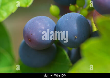 Macro di acini di uva-viticoltura in un giardino di vite (Vitis vinifera 'Mitschurinski', Vitis vinifera Mitschurinski), cultivar Mitschurinski Foto Stock