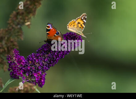 Farfalle sui buddleia. Foto Stock