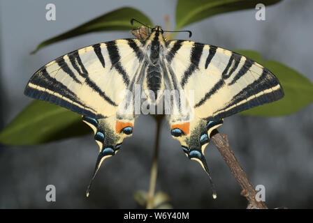 Iphiclides podalirius, coda di rondine scarsa, Segelfalter Foto Stock