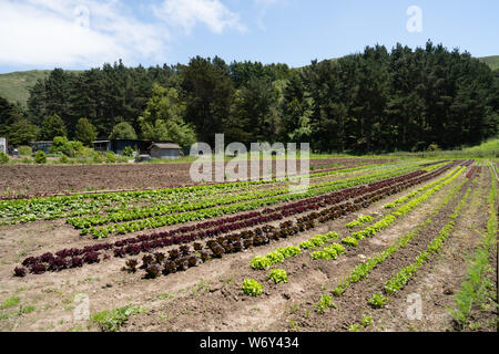 Righe di piccoli verde e viola le colture su un campo con casa colonica Foto Stock