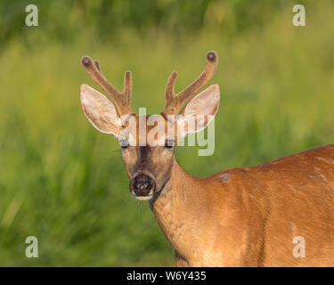 Primo piano della young buck culbianco cervo con corna di velluto su una mattina d'estate Foto Stock