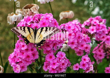 Canadian Tiger farfalla a coda di rondine su fiori di colore rosa Foto Stock