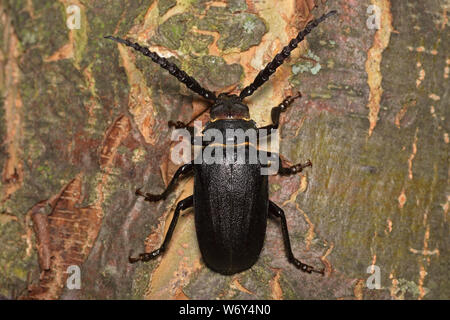 Prionus coriarius, Tanner longhorn Beetle, Sägebock Foto Stock