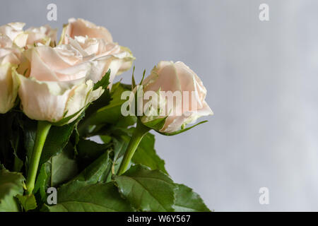 Close up rose beige su sfondo grigio. Concetto di sfondo per il testo con i fiori Foto Stock