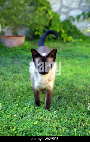 Gatto siamese gatto in giardino e cantiere Foto Stock