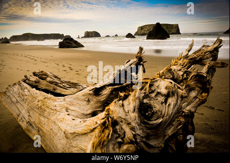 Legno pietrificato, impronte e driftwood lungo la riva di una spiaggia di sabbia Foto Stock