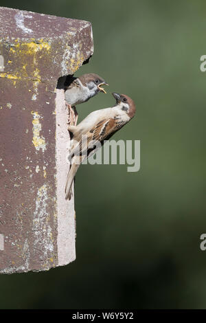 Feldspatz, Altvogel füttert am Nistkasten, Küken, Vogelkasten, Feld-Spatz, Feldsperling, Feld-Sperling, Spatz, Spatzen, Sperling, Passer montanus, tre Foto Stock