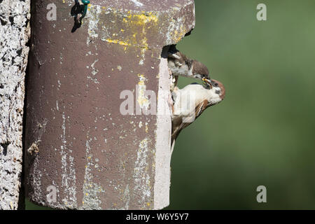 Feldspatz, Altvogel füttert am Nistkasten, Küken, Vogelkasten, Feld-Spatz, Feldsperling, Feld-Sperling, Spatz, Spatzen, Sperling, Passer montanus, tre Foto Stock