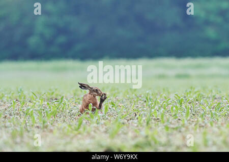Brown lepre (Lepus europaeus) REGNO UNITO Foto Stock