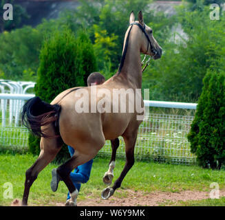 Ritratto di un akhal-teke cavallo ahd trainer. Foto Stock