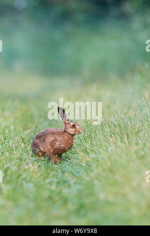 Brown lepre (Lepus europaeus) REGNO UNITO Foto Stock