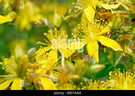 Comune o perforare San Giovanni-wort (Hypericum perforatum), close up dei fiori. Foto Stock