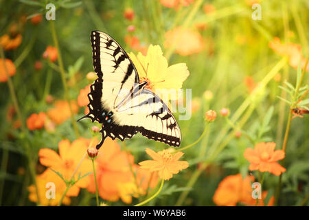 Grande coda forcuta farfalla (farfalla Papilionidae) crogiolarsi al sole su una testa di fiori che mostra la sua bella spogliato ali Foto Stock