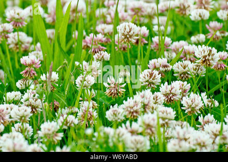 Trifoglio bianco (Trifolium repens), noto anche come trifoglio Olandese, close up di un abbondanza di fiori che cresce in un campo. Foto Stock