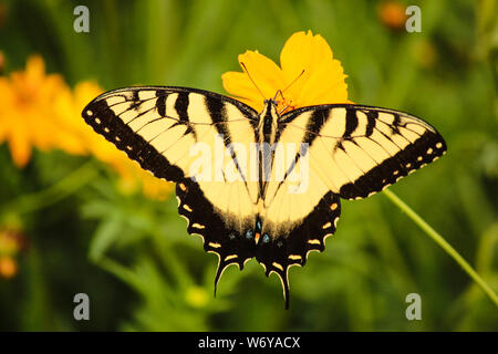 Grande coda forcuta farfalla Papilionidae crogiolarsi al sole su una testa di fiori che mostra la sua bella spogliato ali Foto Stock