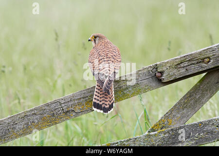 Il Gheppio (Falco tinnunculus) REGNO UNITO Foto Stock