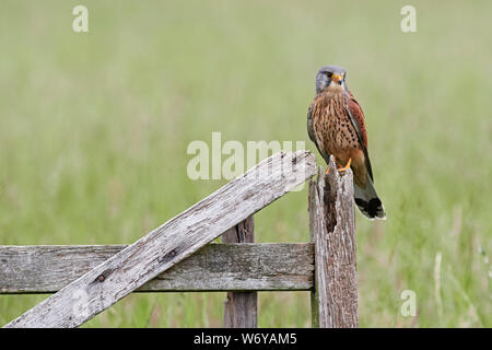 Il Gheppio (Falco tinnunculus) REGNO UNITO Foto Stock