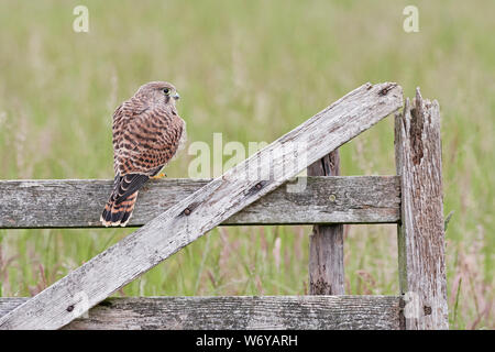 Il Gheppio (Falco tinnunculus) REGNO UNITO Foto Stock