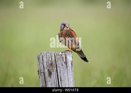 Il Gheppio (Falco tinnunculus) REGNO UNITO Foto Stock