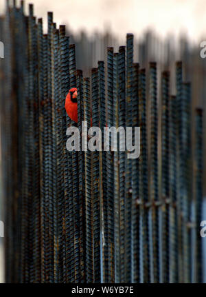 Il cardinale maschio bird su rebar recinto guardando la fotocamera Foto Stock