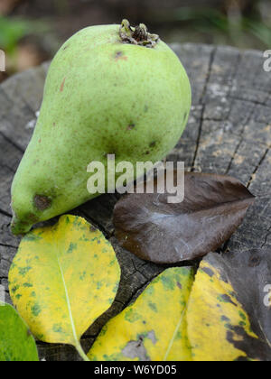 Pera scab frutto di spotting su pera, Venturia pyrina Foto Stock