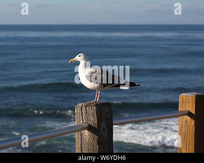 California Gabbiano appollaiato su un palo da recinzione con ocean backgrop Foto Stock