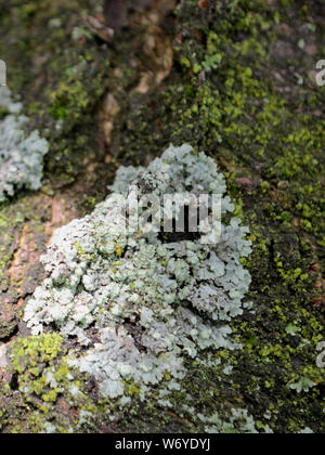 Foliose licheni e muschi sulla corteccia di albero Foto Stock