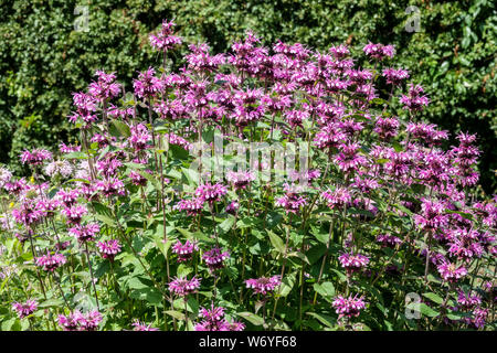 Monarda didyma è una pianta ornamentale con effetti curativi, le foglie possono essere utilizzati anche in cucina Foto Stock