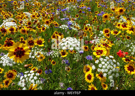 Bianco Giallo fiori, una miscela di fiori annuali, semina diretta nel giardino aiuola, pianure coreopsis su un prato estivo, Ammi majus Foto Stock