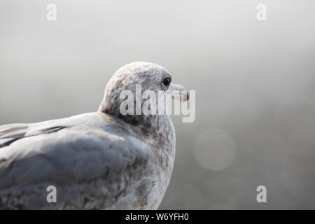 Vicino la foto di un giovane sea gull permanente sulla spiaggia di ciottoli Foto Stock