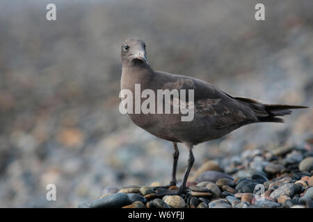 Vicino la foto di un giovane sea gull permanente sulla spiaggia di ciottoli Foto Stock