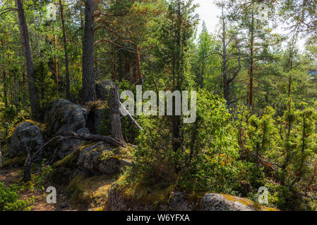 Un sentiero escursionistico ricoperto da muschi e licheni nel Linansaari parco nazionale in Finlandia tra piante di mirtilli - 1 Foto Stock
