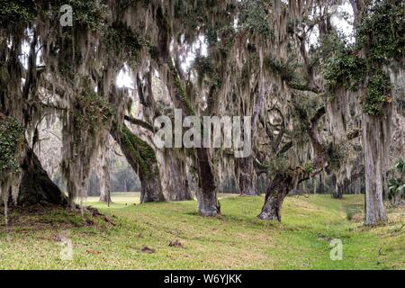 Muschio spagnolo copre di lecci in Fort Frederica monumento nazionale, l'originale insediamento coloniale in San Simons Island, Georgia. Fort Frederica è stato istituito dalla Georgia fondatore James Oglethorpe nel 1736 per servire come un baluardo contro gli insediamenti spagnoli in Florida, Foto Stock