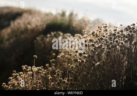 Mare essiccati parsimonia su hedge Foto Stock