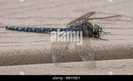 Azure Darner Aeshna septentrionalis Foto Stock