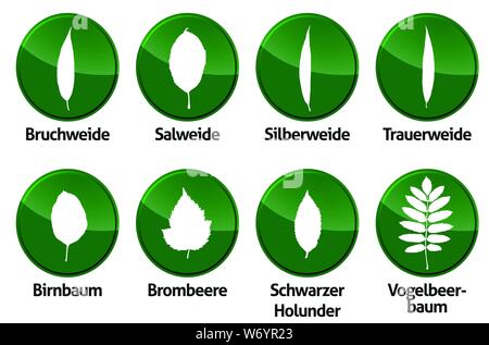 Foglie di vettore di fogliame delineare foresta decidua isolato Illustrazione Vettoriale