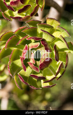 Close-up di succulente in giardino esterno Foto Stock