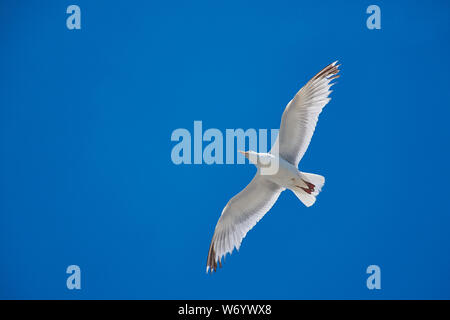 Flying seagull contro il cielo blu senza nuvole con spazio di copia Foto Stock