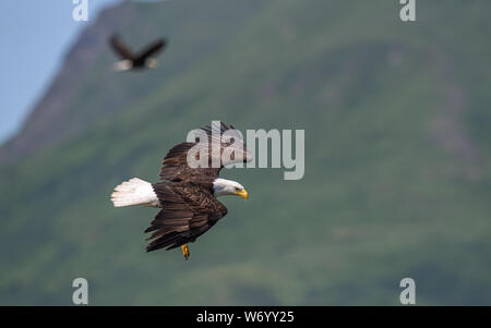 Aquile calve in volo, Alaska, STATI UNITI D'AMERICA Foto Stock