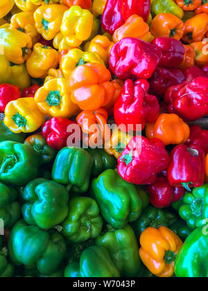 peperoni colorati multipli accatastati per la vendita nella crescita Area della valle di Yakima dello stato di Washington centrale Foto Stock