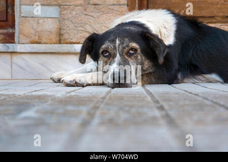 Cane giacente sul cortile cortile anteriore. Cane con gli occhi rossi. Il Pet mettere la museruola sulle zampe. Triste razza cane. Non cane di razza crogiolarsi il riscaldamento a pavimento grigio su sfondo. spazio copia Foto Stock