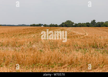 Fagioli di soia piantata nel campo di grano la stoppia raccolto di coperta, risultante in no-till campo di soia Foto Stock