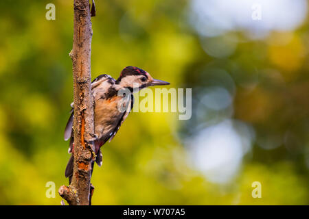 Picchio siriano o Dendrocopos syriacus vicino al ramo. Foto Stock